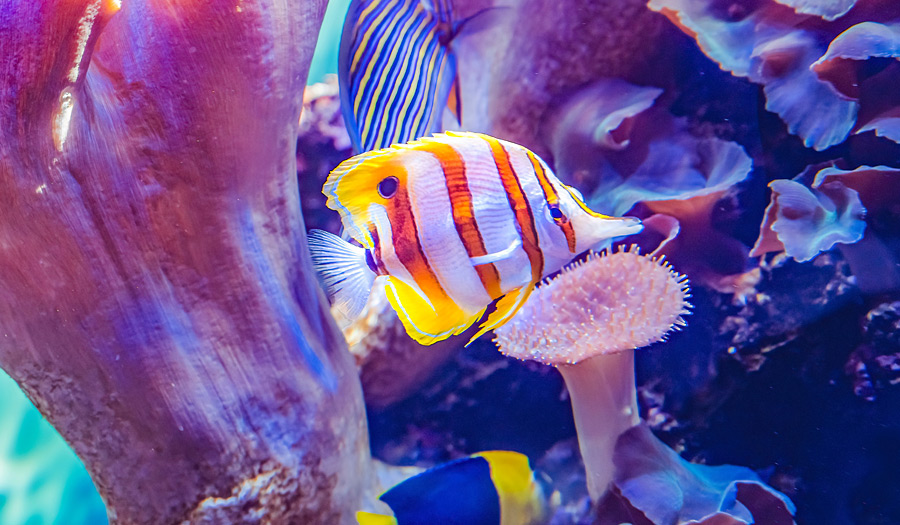 Waikiki Aquarium